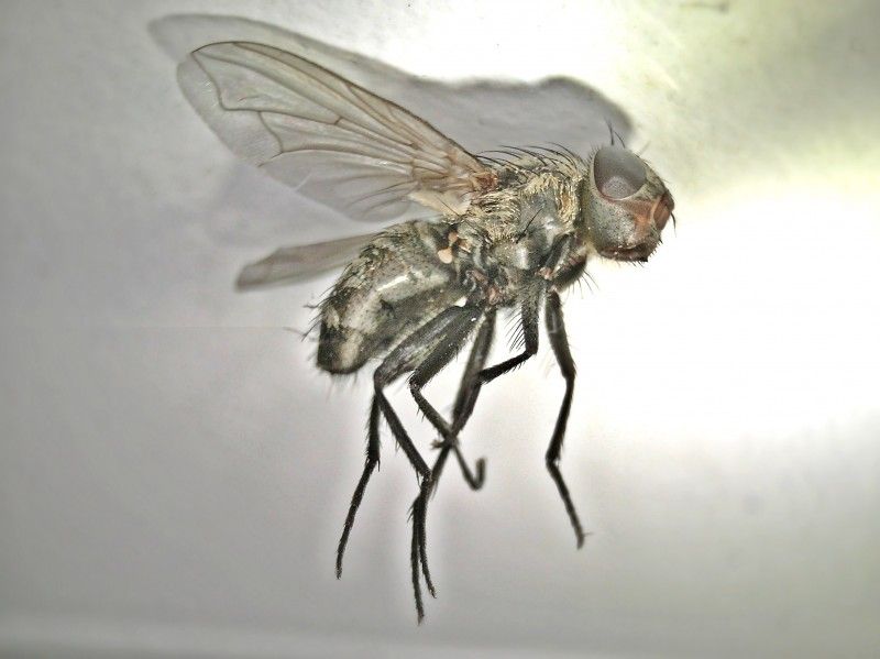 Why Cluster Flies Start Scouting In August Why Cluster Flies Start Scouting In August
