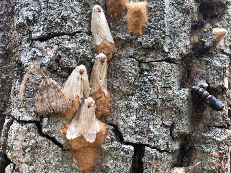Why Connecticut Populations Rise And Fall With A Soil Fungus