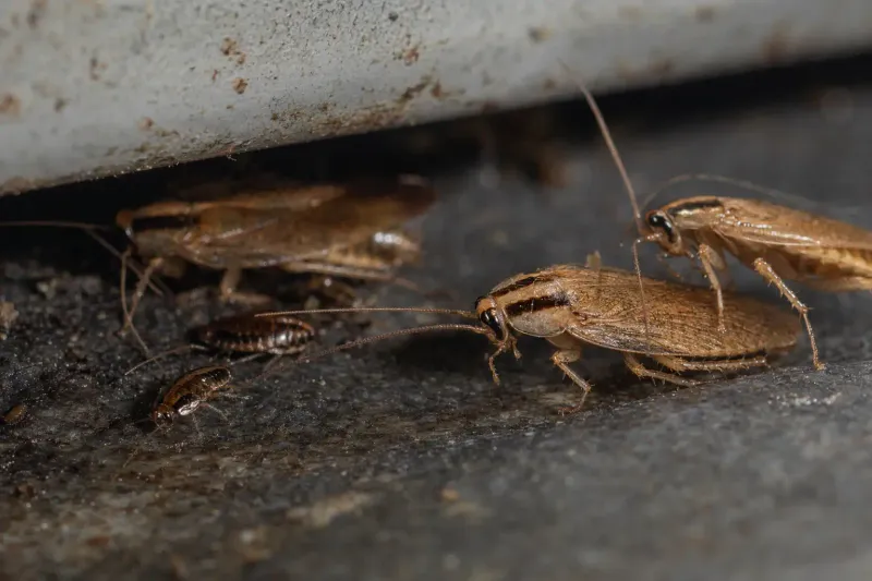 Why Constantly Damp Soil Attracts Cockroaches Why Constantly Damp Soil Attracts Cockroaches