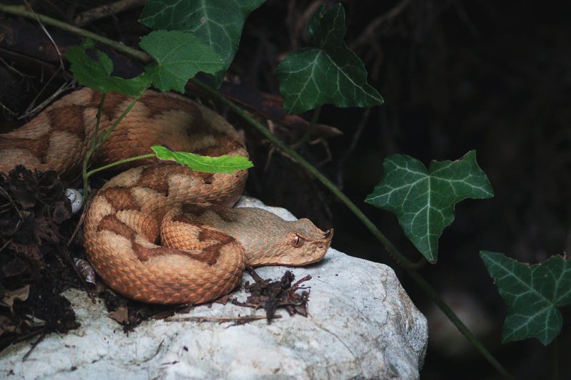 Why Copperheads Get All The Attention In Missouri Why Copperheads Get All The Attention In Missouri