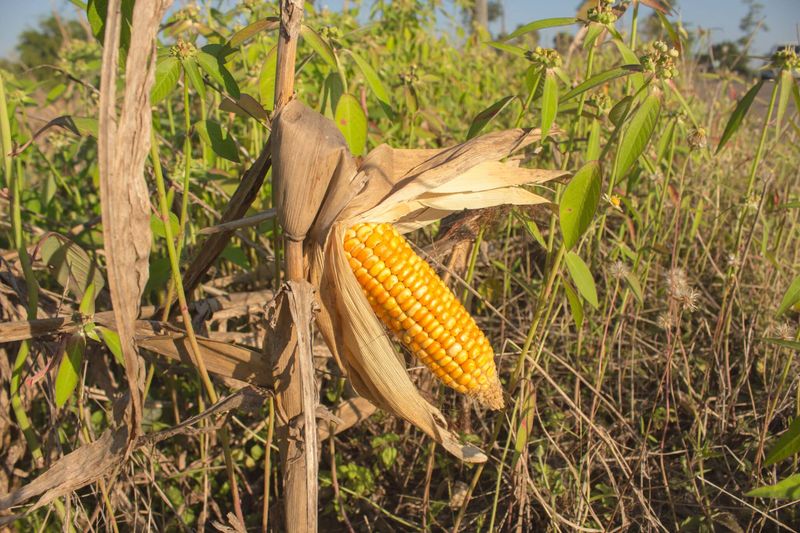 Why Corn Stunt Disease Is So Destructive