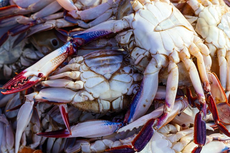 Why Crab Shell Compost Is Trending Around The Chesapeake Bay Why Crab Shell Compost Is Trending Around The Chesapeake Bay