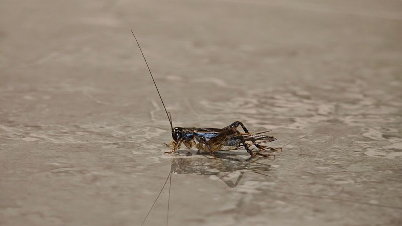 Why Crickets Head Indoors As Temperatures Drop