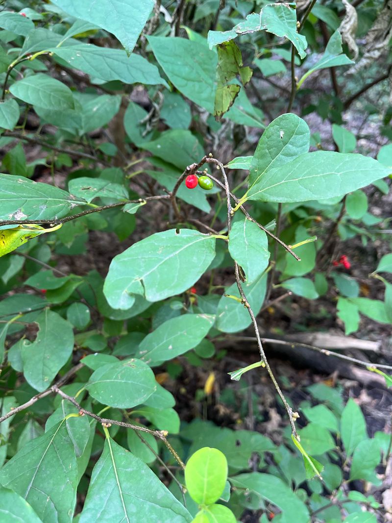 Why Crushed Leaves Release A Spicy Scent