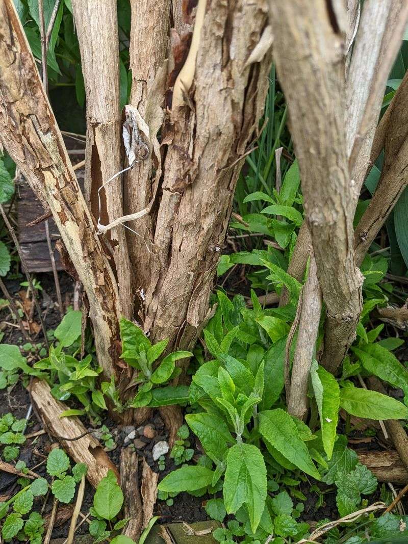 Why Cutting It Back Does Not Stop The Spread