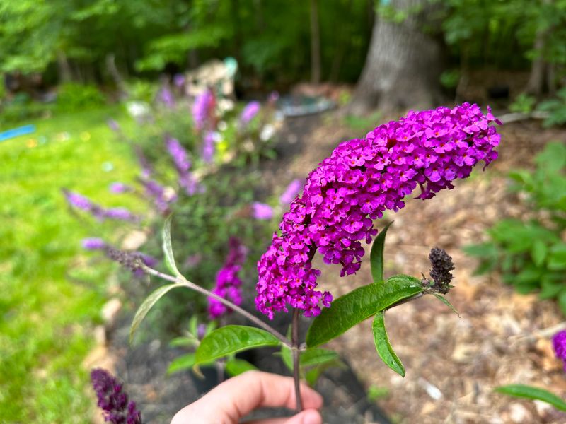 Why Deadheading Matters More Than You Think