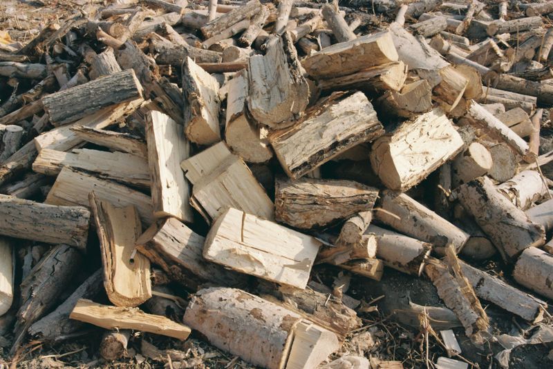 Why Does Moving Firewood Spread The Emerald Ash Borer So Fast