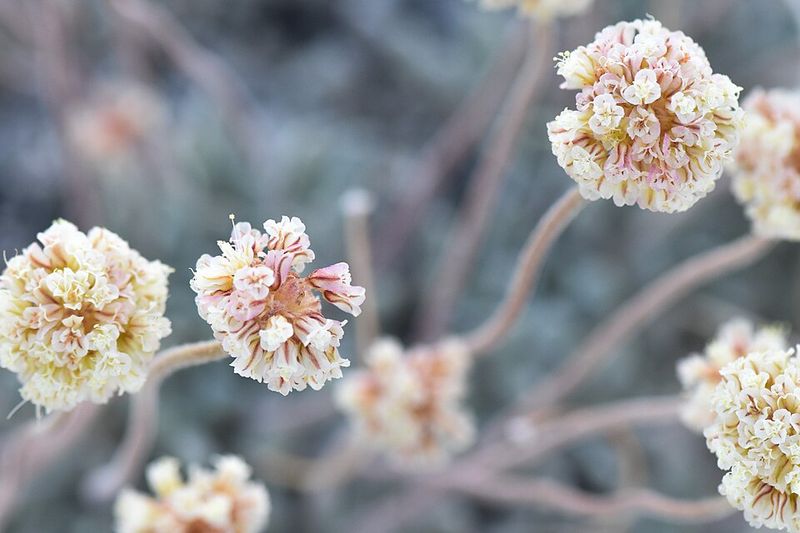 Why Does This Flower Only Grow On Ten Acres