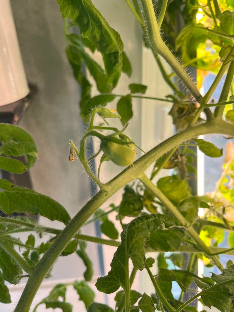 Why Dry Mornings Make Pollination Easier