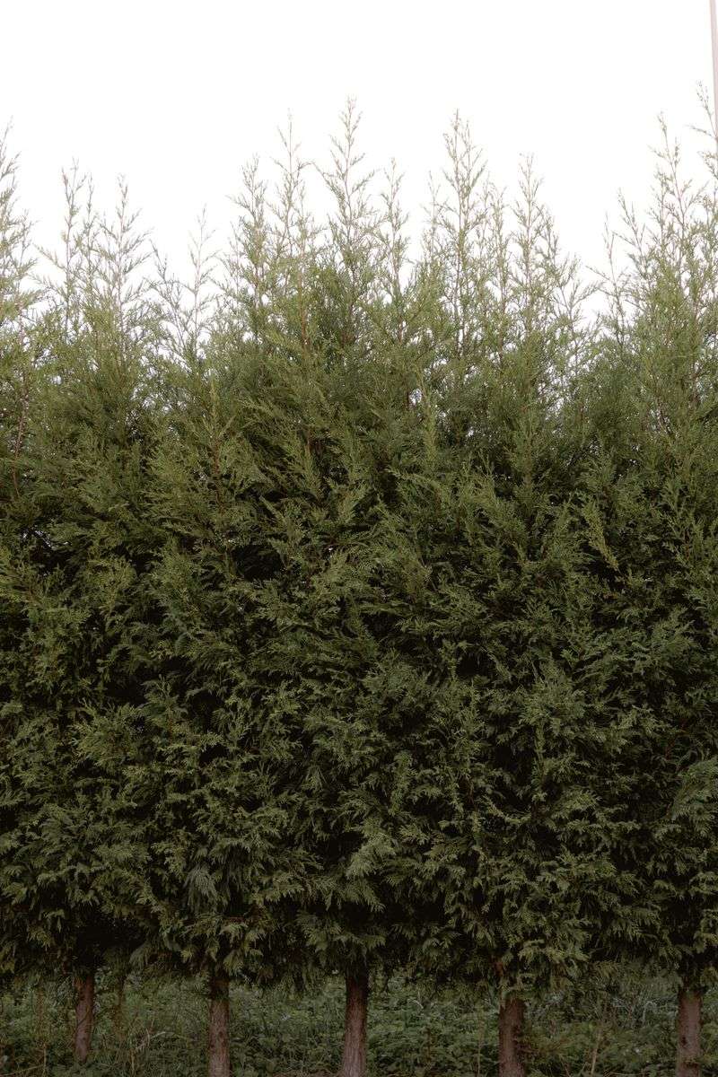 Why Eastern Red Cedar Grows Into A Natural Privacy Screen