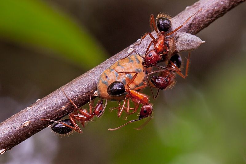 Why Established Infestations Are Difficult To Manage
