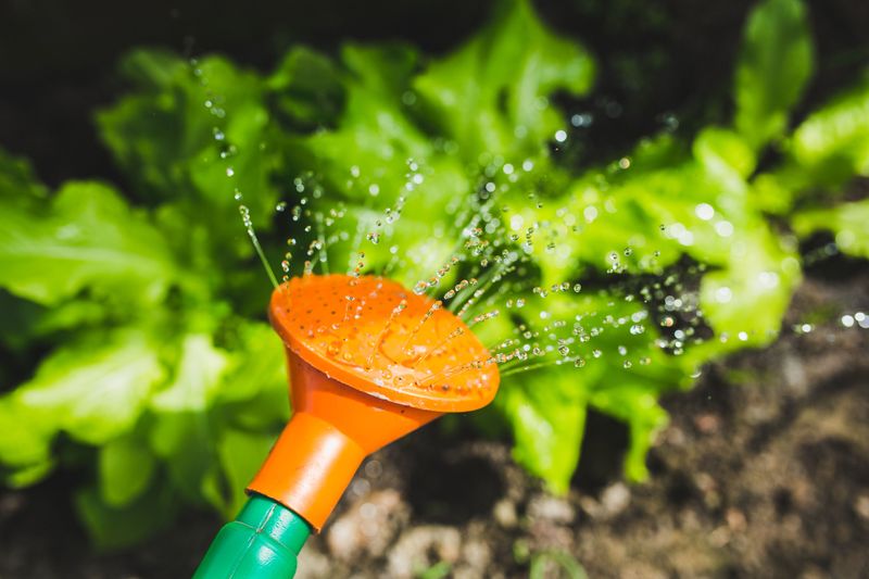 Why Extreme Heat Changes Your Morning Garden Routine Why Extreme Heat Changes Your Morning Garden Routine