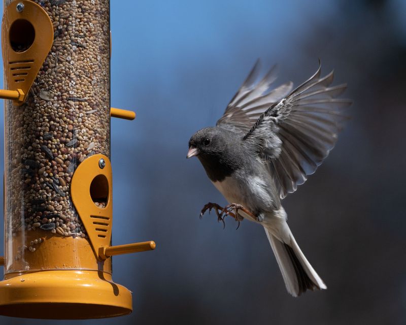Why Fall Migration Fuels This Feeder Frenzy Why Fall Migration Fuels This Feeder Frenzy