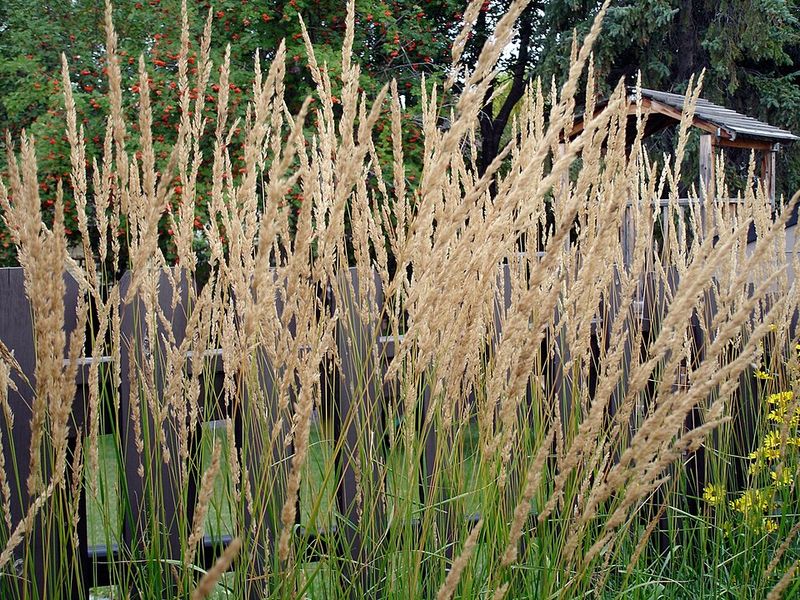Why Feather Reed Grass Belongs In Every Virginia Yard Why Feather Reed Grass Belongs In Every Virginia Yard