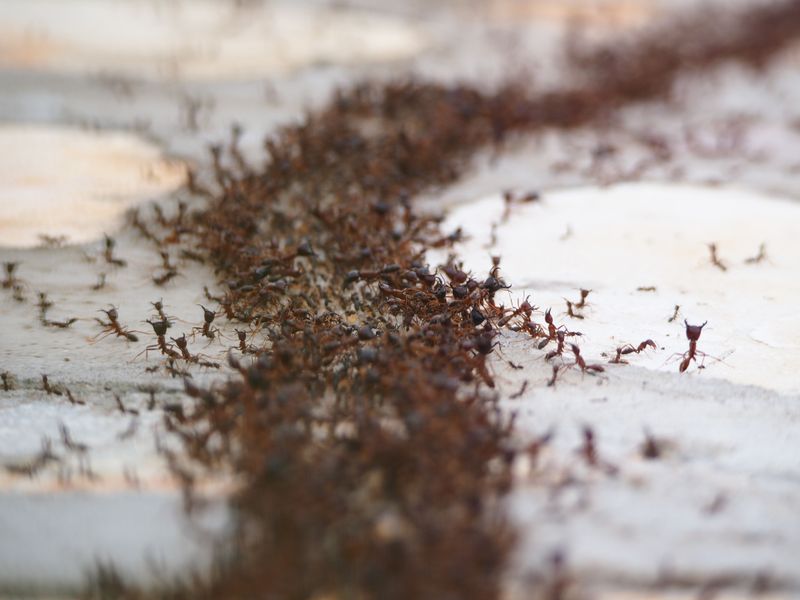 Why Fire Ants Are A Concern In Louisiana Backyards