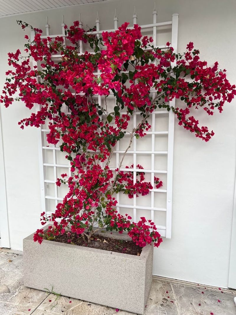 Why Fire Crews Want This Vine Off Your Walls