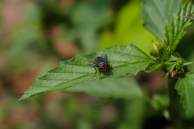 Why Flies Are Such A Problem In Virginia Yards