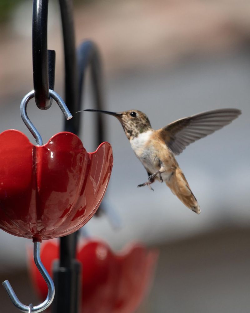 Why Fresh Nectar Matters More During Heat Waves Why Fresh Nectar Matters More During Heat Waves