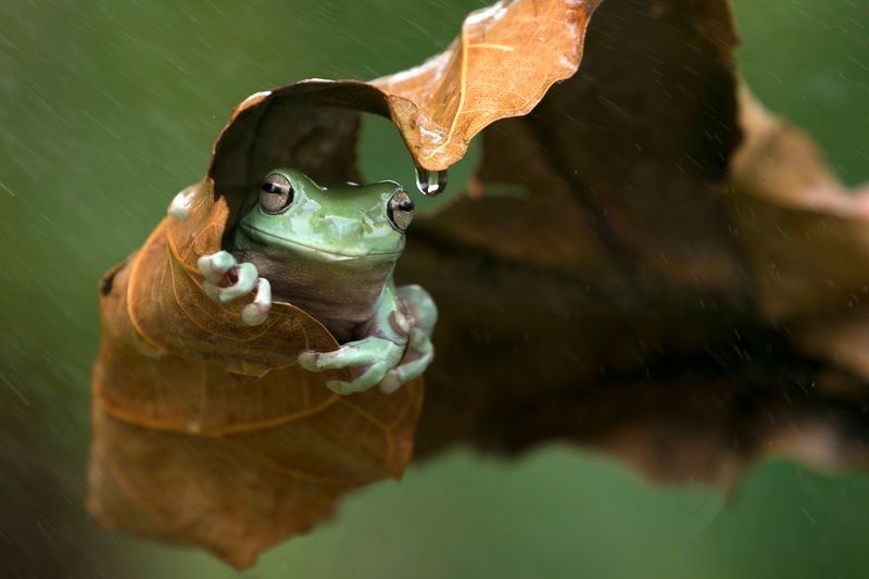 Why Frogs Seek Shelter During Storms Why Frogs Seek Shelter During Storms