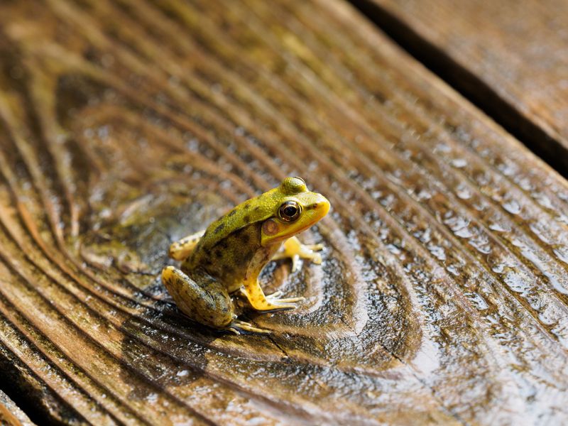 Why Frogs Show Up On Porches During Storms