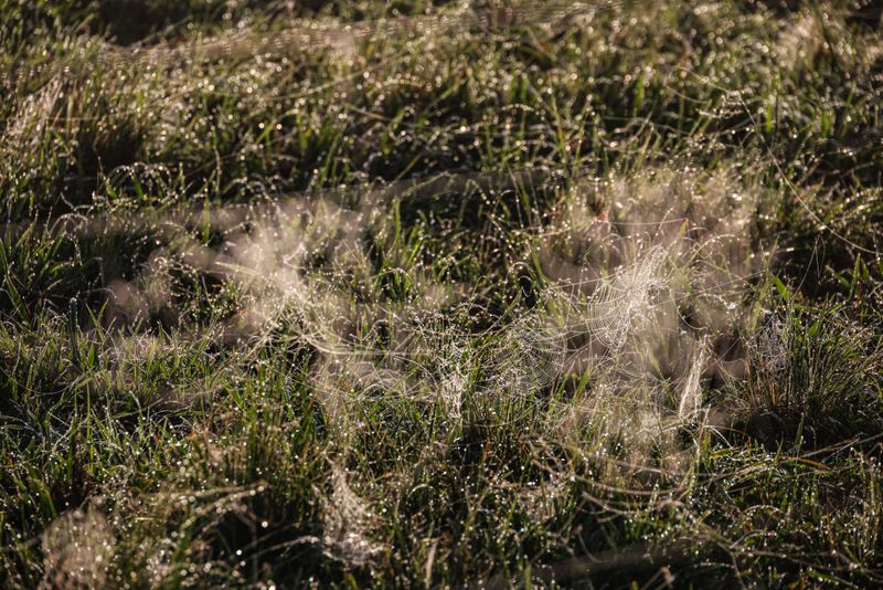 Why Funnel Webs Show Up On Grass, Not Just Corners And Sheds