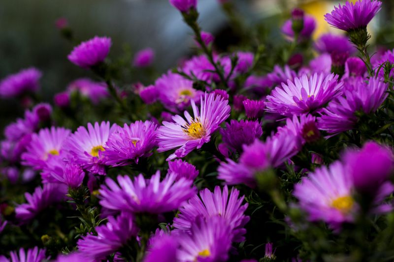Why Gardens Start Looking Dull By Late Summer Why Gardens Start Looking Dull By Late Summer