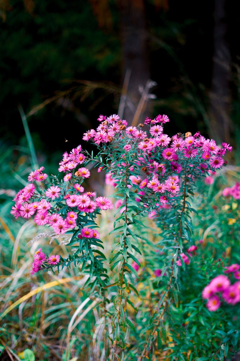 Why Gardens Start Looking Dull By Late Summer