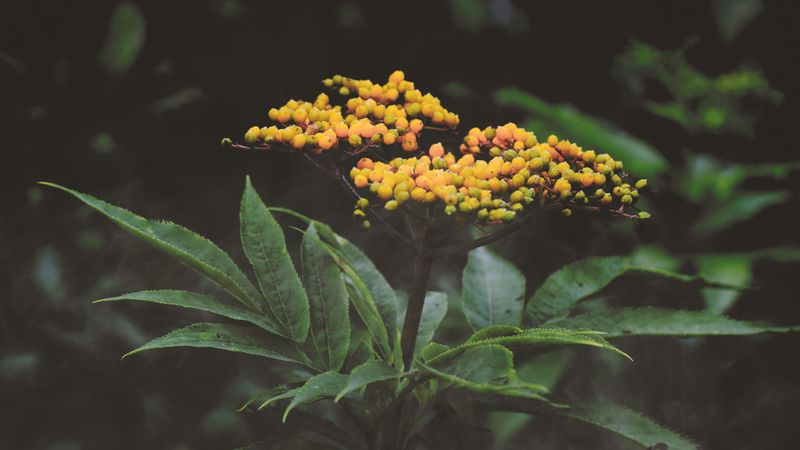 Why Golden Alexanders Used To Grow Across The State