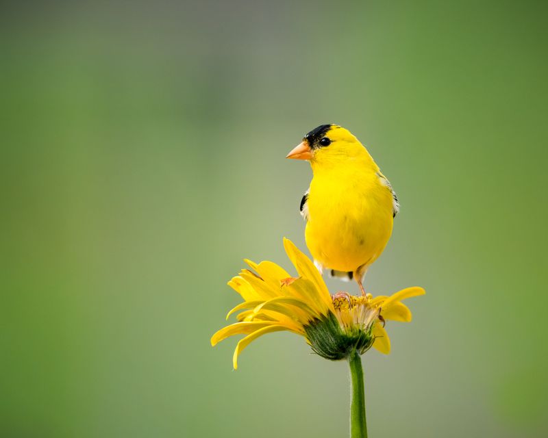 Why Goldfinches Show Up Later Than Other Birds Why Goldfinches Show Up Later Than Other Birds
