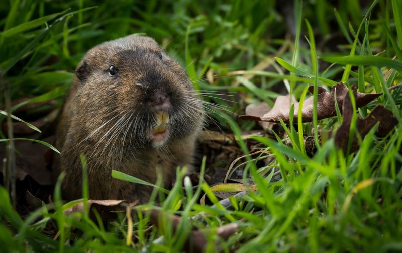 Why Gophers Prefer Softer Garden Targets Why Gophers Prefer Softer Garden Targets
