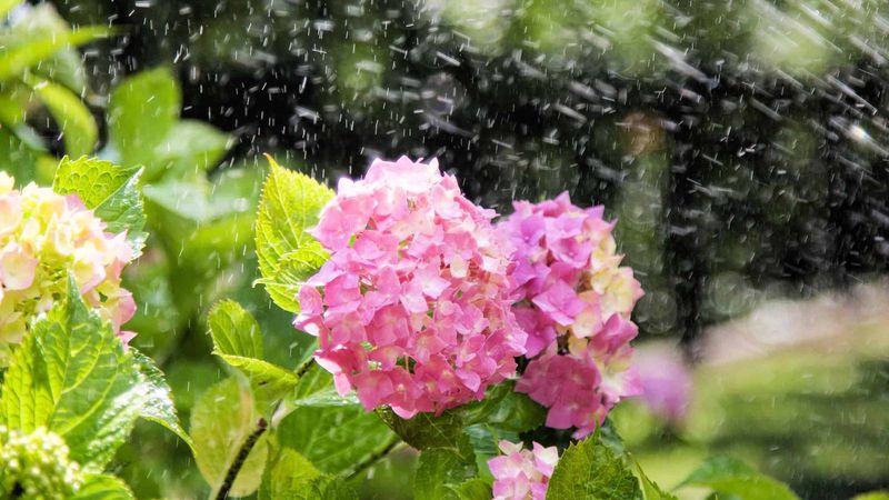 Why Heavy Rain Makes Large Flowers More Vulnerable Why Heavy Rain Makes Large Flowers More Vulnerable
