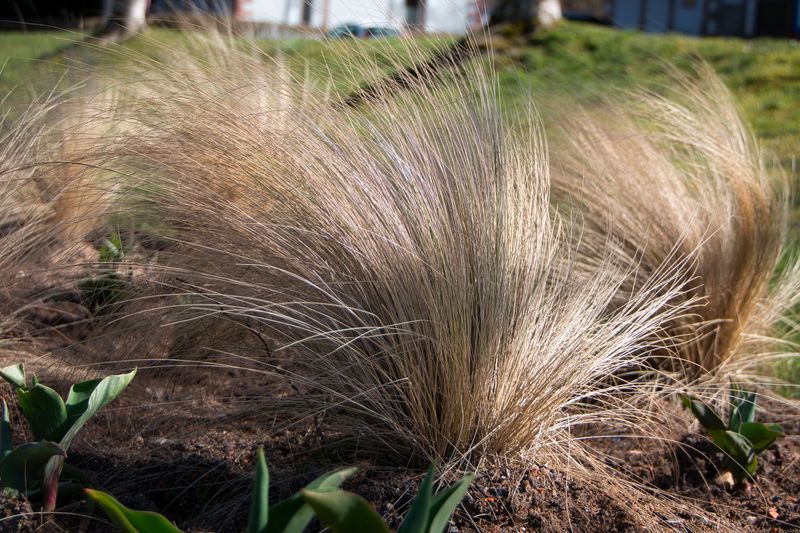 Why Homeowners Are Ditching Grass For This Native Plant Why Homeowners Are Ditching Grass For This Native Plant