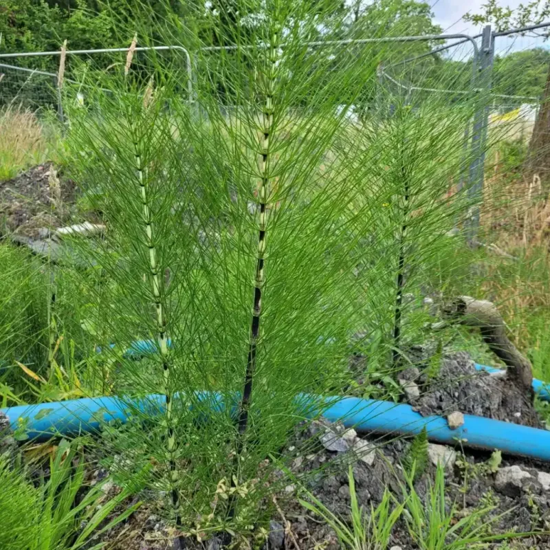 Why Horsetail Keeps Winning The Comeback Game