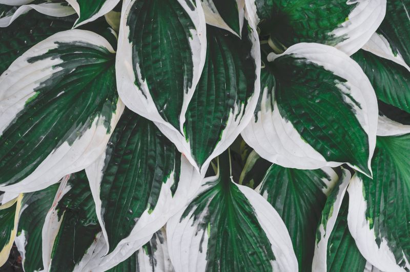 Why Hosta Leaves Struggle In Summer Heat