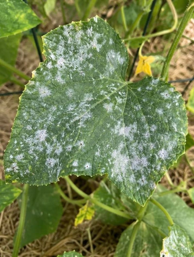 Why Humidity And Shade Make It Worse