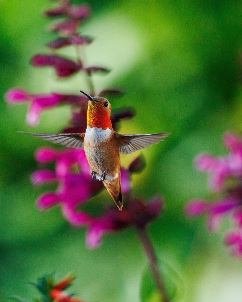 Why Hummingbirds Visit More In Late Summer