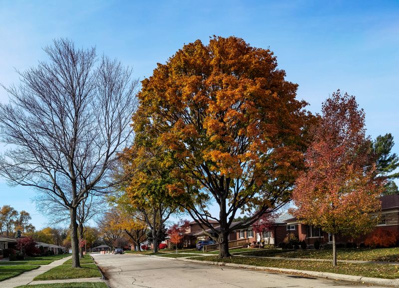 Why Illinois Trees Are Especially Prone To This Condition Why Illinois Trees Are Especially Prone To This Condition