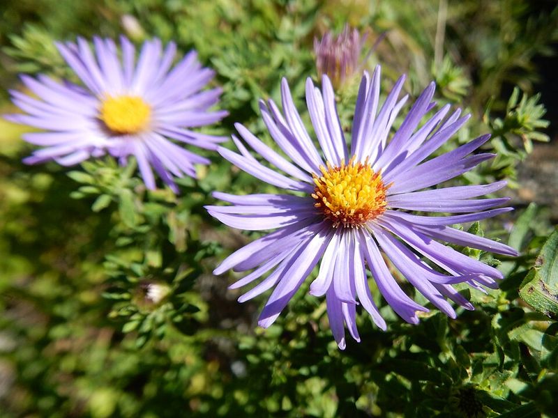 Why It Blooms Later Than Other Glade Flowers