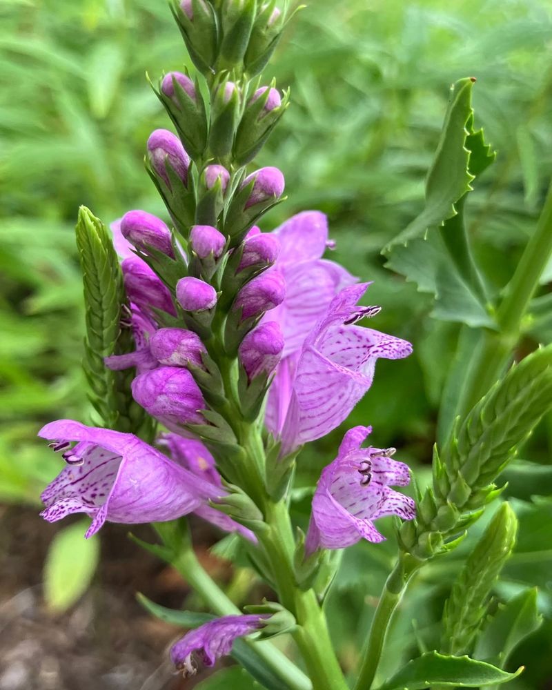 Why It Earned The Name Obedient Plant Why It Earned The Name Obedient Plant