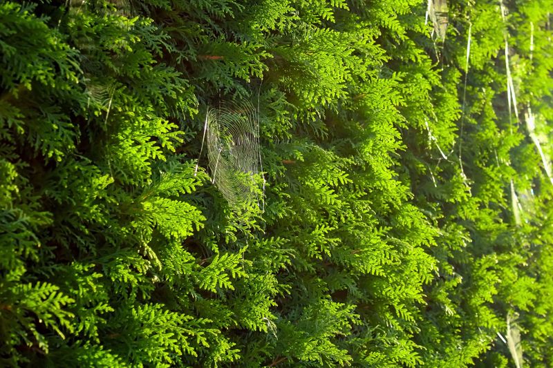 Why It Grows Dense Without Any Pruning