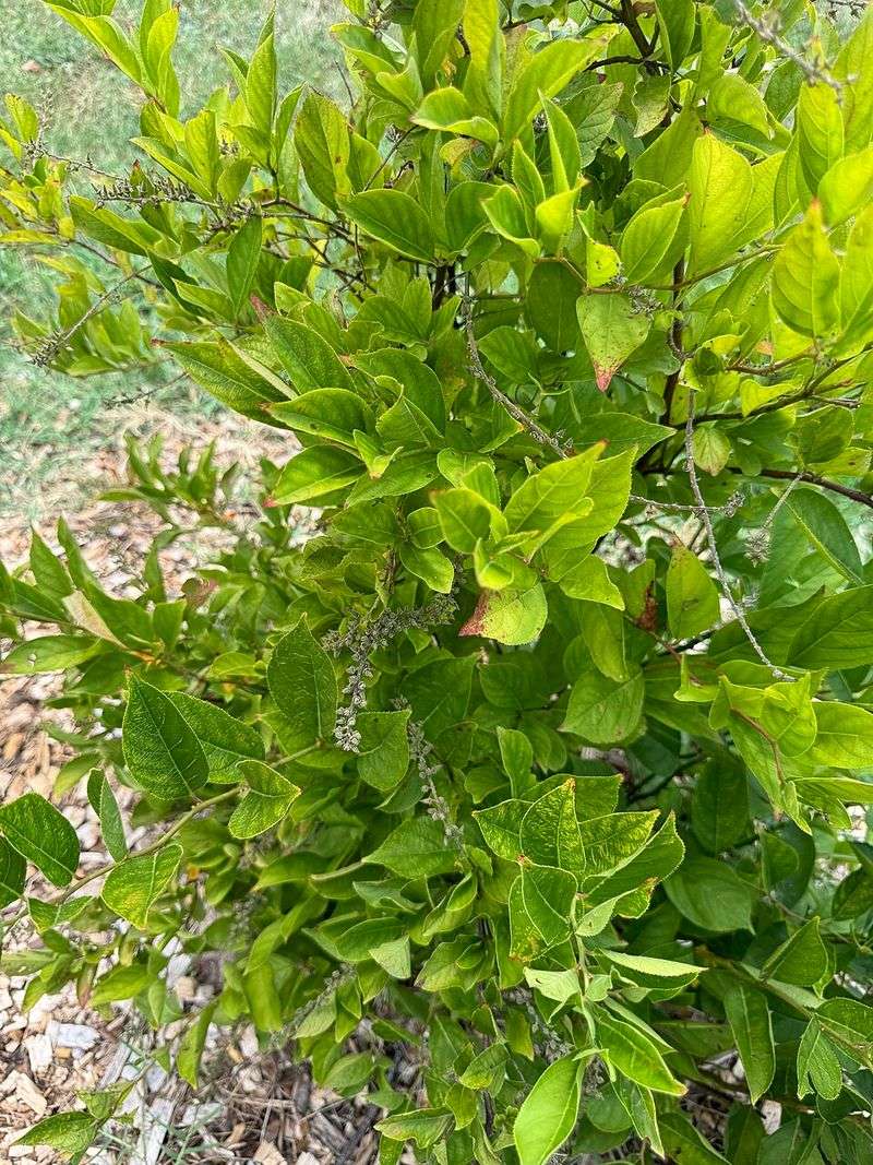 Why It Needs Far Less Water Than Hydrangeas