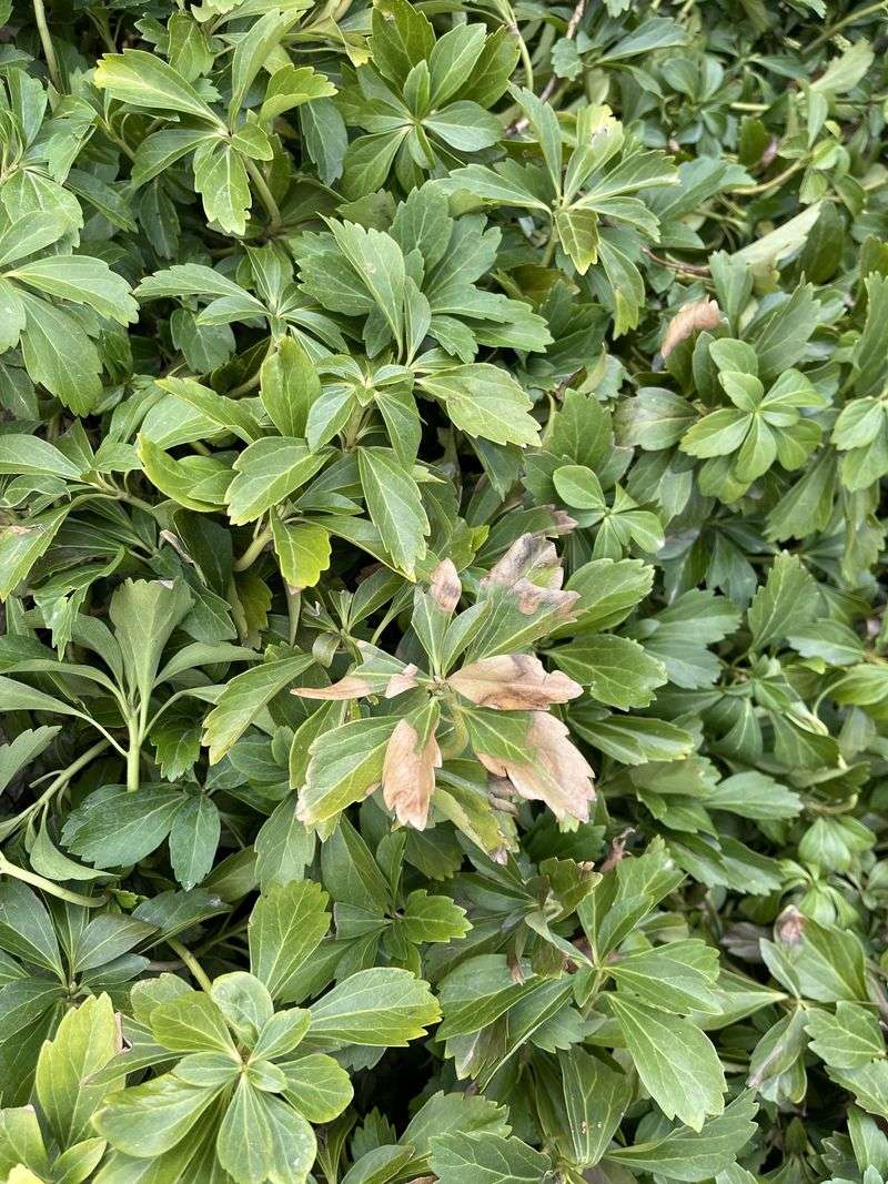 Why It Thrives In North Carolina Shade Gardens Why It Thrives In North Carolina Shade Gardens