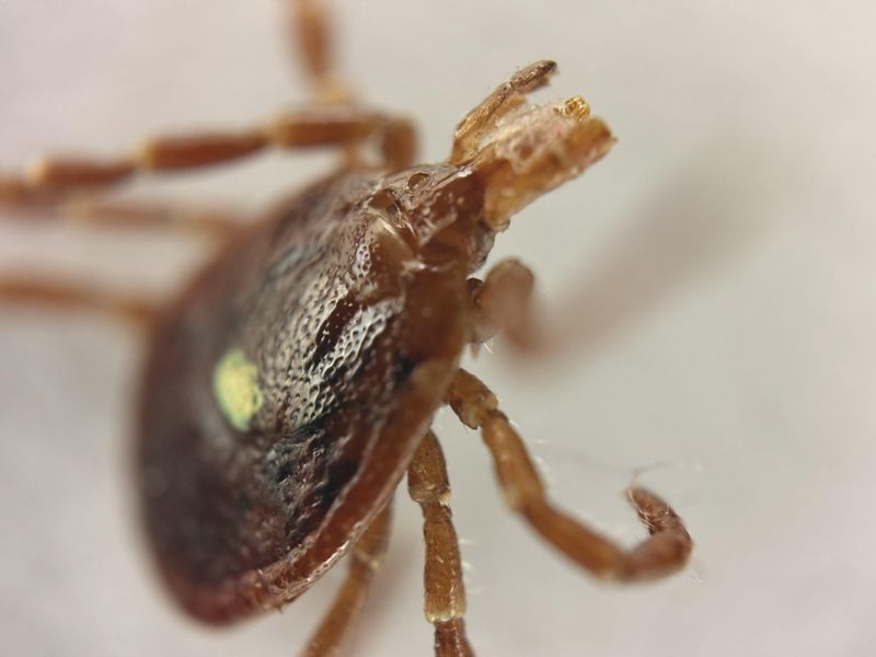 Why It's Different From Lyme Disease Why It's Different From Lyme Disease