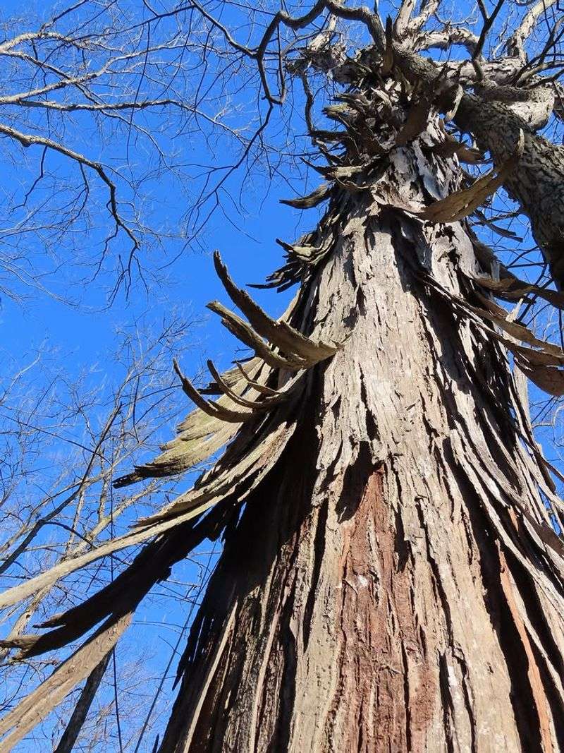 Why Its Peeling Bark Matters to Bats Why Its Peeling Bark Matters to Bats