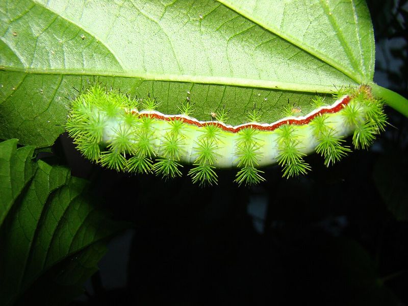 Why Its Sting Causes Intense Pain