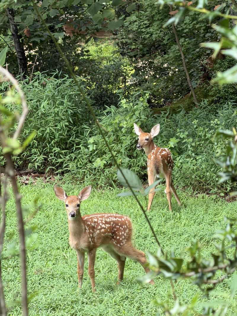Why Late Summer Triggers Increased Feeding Why Late Summer Triggers Increased Feeding
