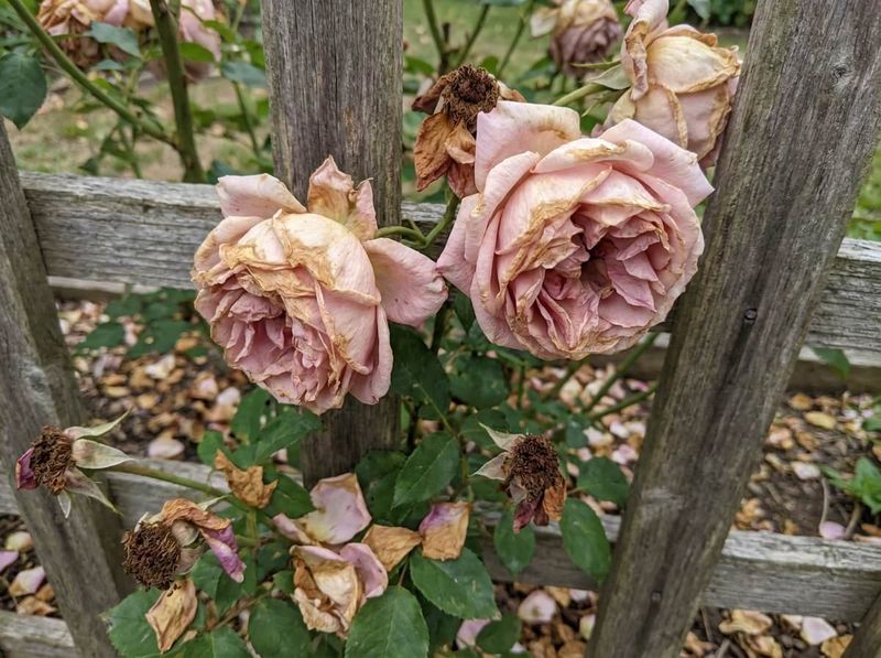 Why Leaving Old Blooms Can Slow Flowering