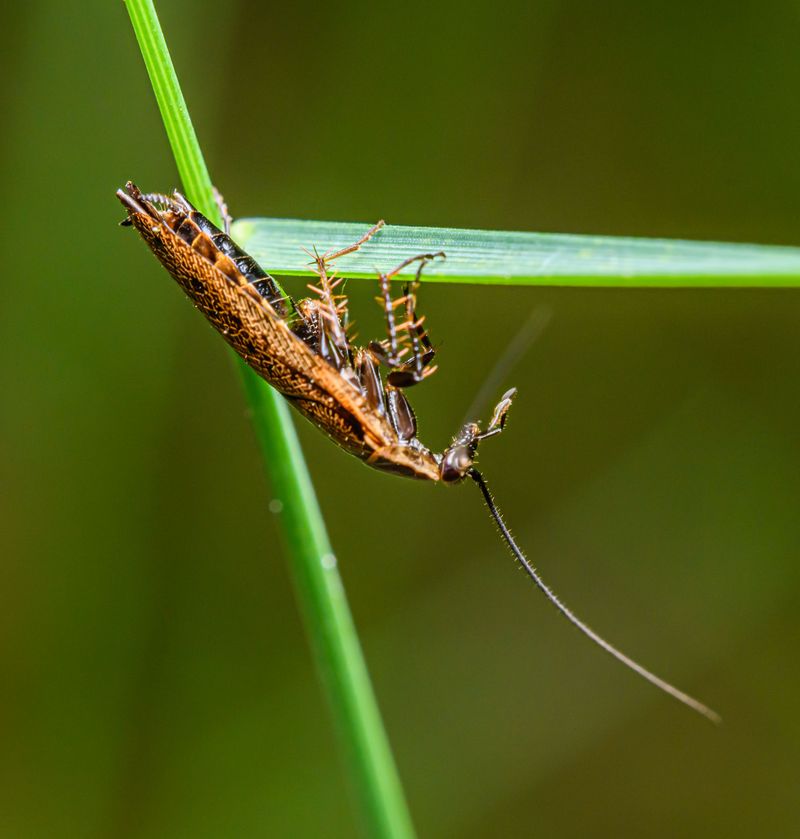 Why Louisiana Summers Create Perfect Roach Conditions