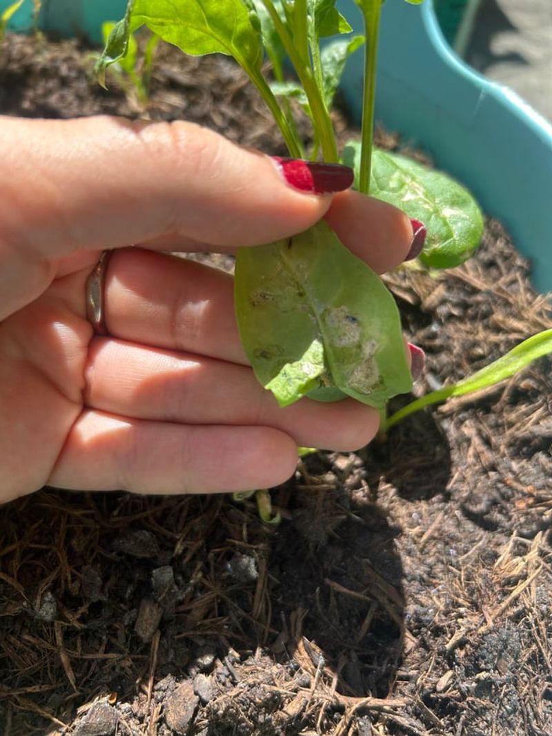 Why Lower And Outer Leaves Get Hit First Why Lower And Outer Leaves Get Hit First