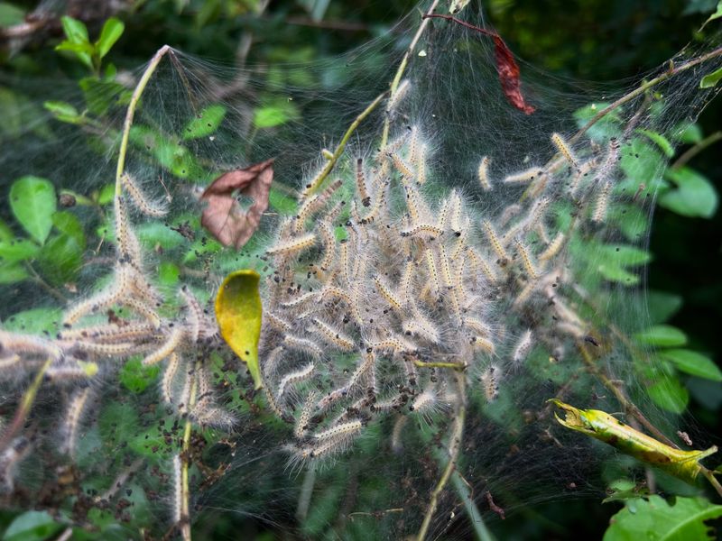Why Many Pennsylvania Gardeners Choose To Leave Them Alone Why Many Pennsylvania Gardeners Choose To Leave Them Alone